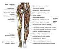 Рисунок 2. Мышцы передней части ноги