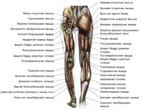 Рисунок 3. Мышцы задней части ноги